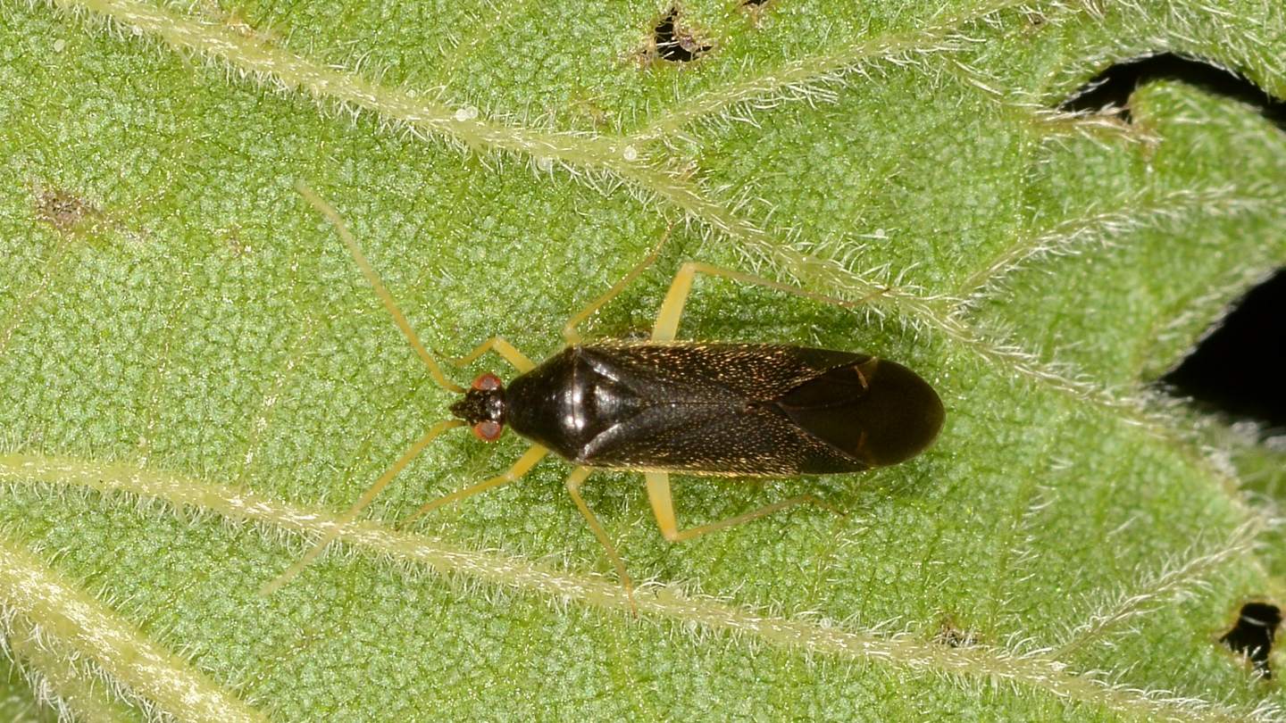 Miridae: Phylus coryli