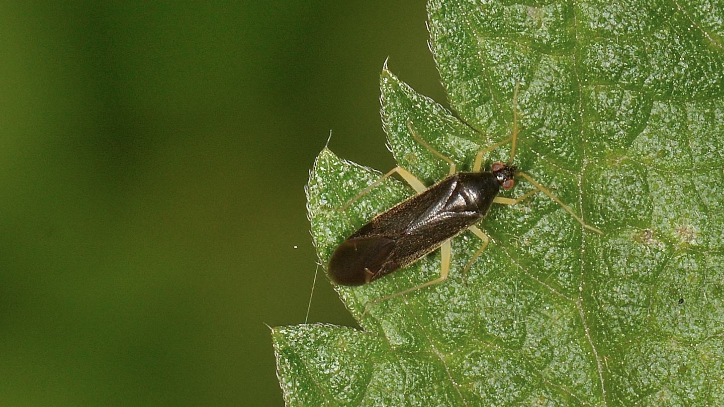 Miridae: Phylus coryli