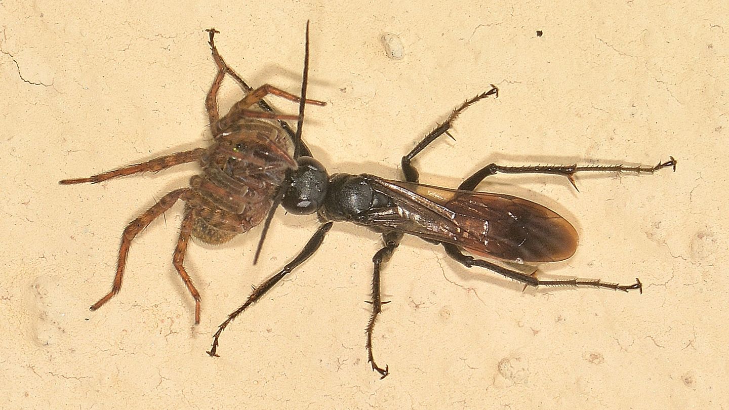 Priocnemis sp. (Pompilidae)  con preda