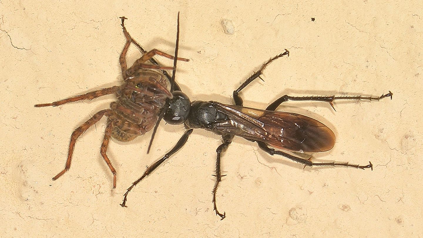 Pompilidae: Priocnemis sp. con preda