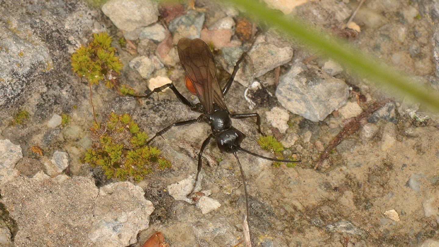 Pompilidae: Priocnemis sp. con preda