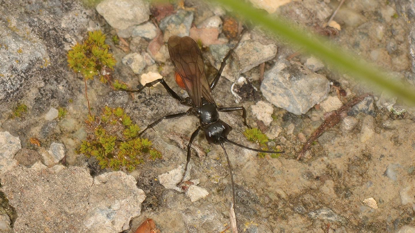 Priocnemis sp. (Pompilidae)  con preda