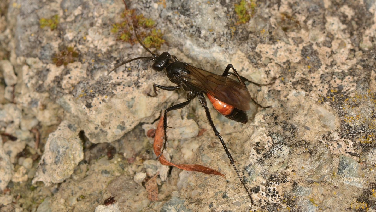Priocnemis sp. (Pompilidae)  con preda