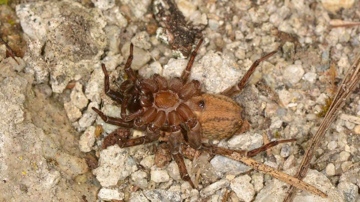 Priocnemis sp. (Pompilidae)  con preda