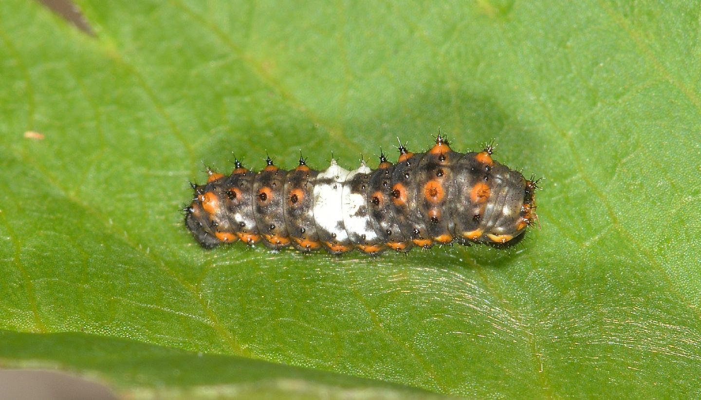 Larva che non trovo: Papilio machaon - Papilionidae