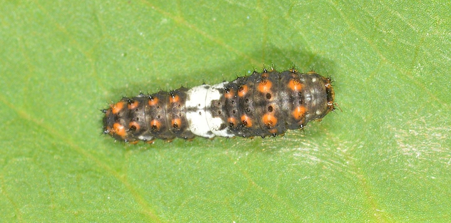 Larva che non trovo: Papilio machaon - Papilionidae