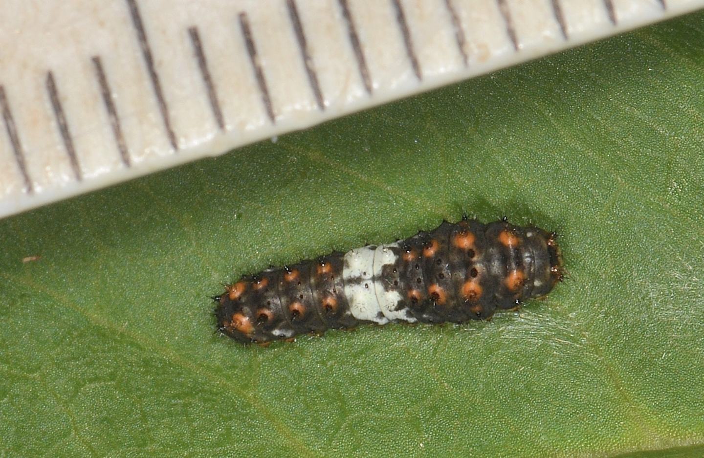 Larva che non trovo: Papilio machaon - Papilionidae