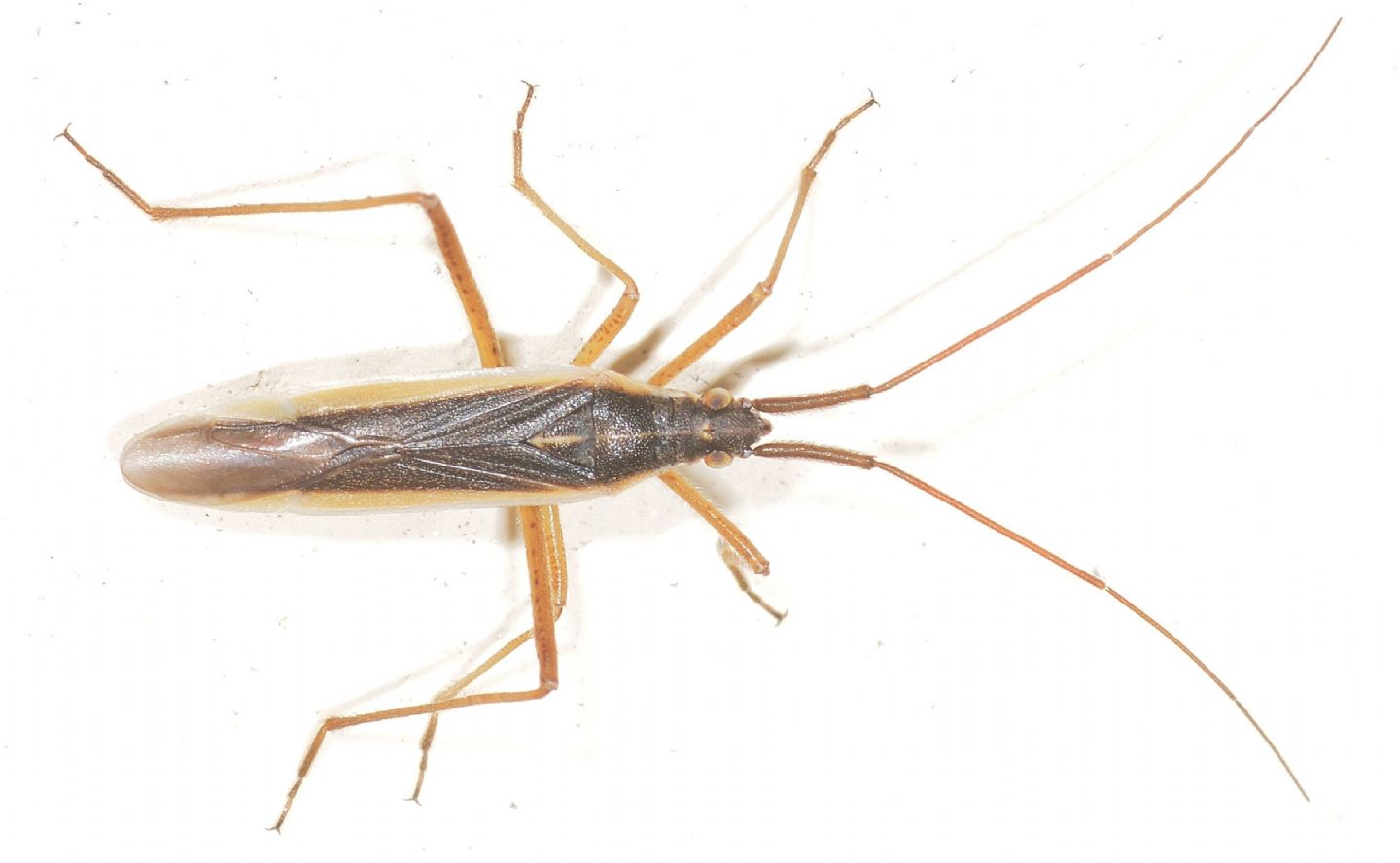 Miridae: Notostira sp.