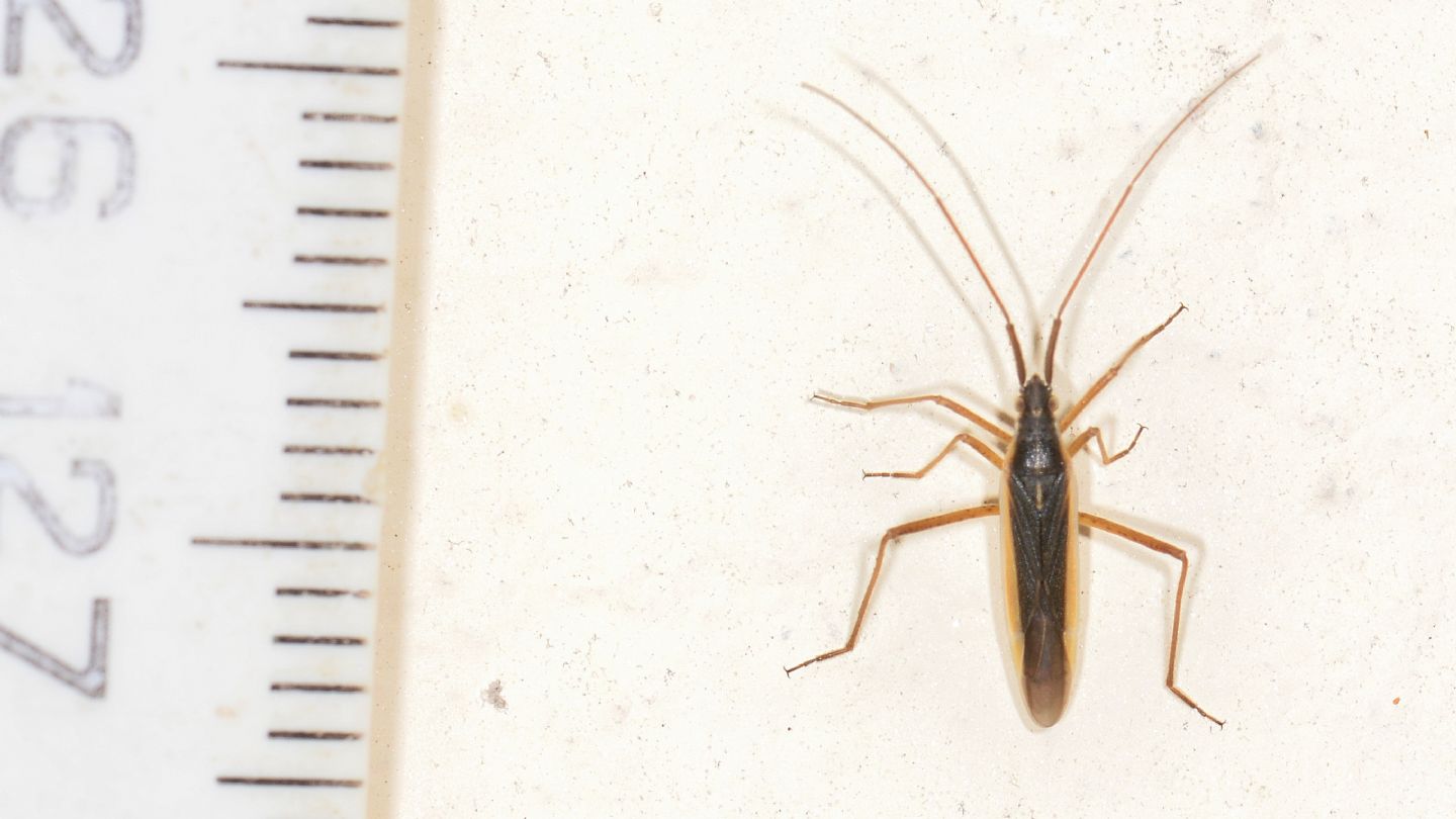 Miridae: Notostira sp.