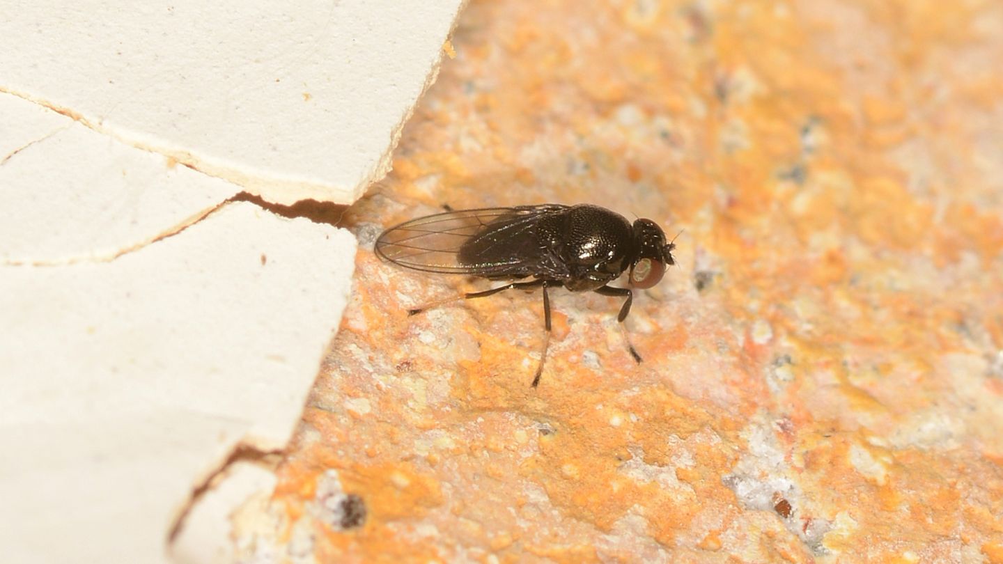 Drosophilidae ?