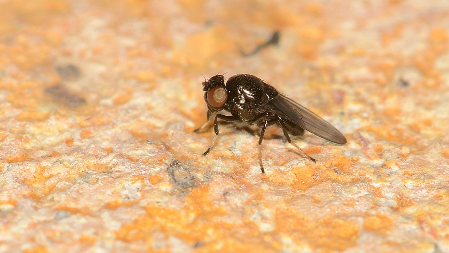 Drosophilidae ?