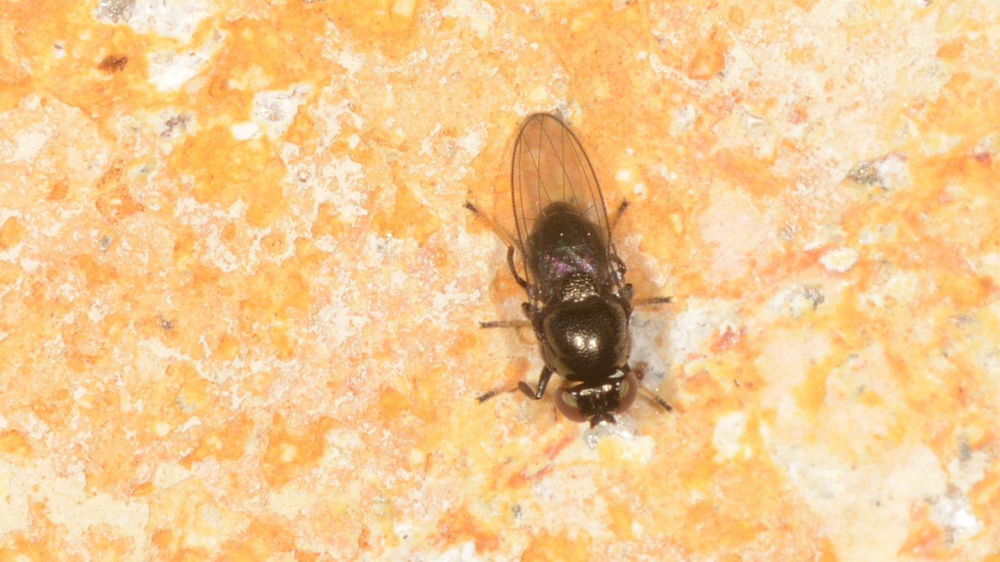 Drosophilidae ?