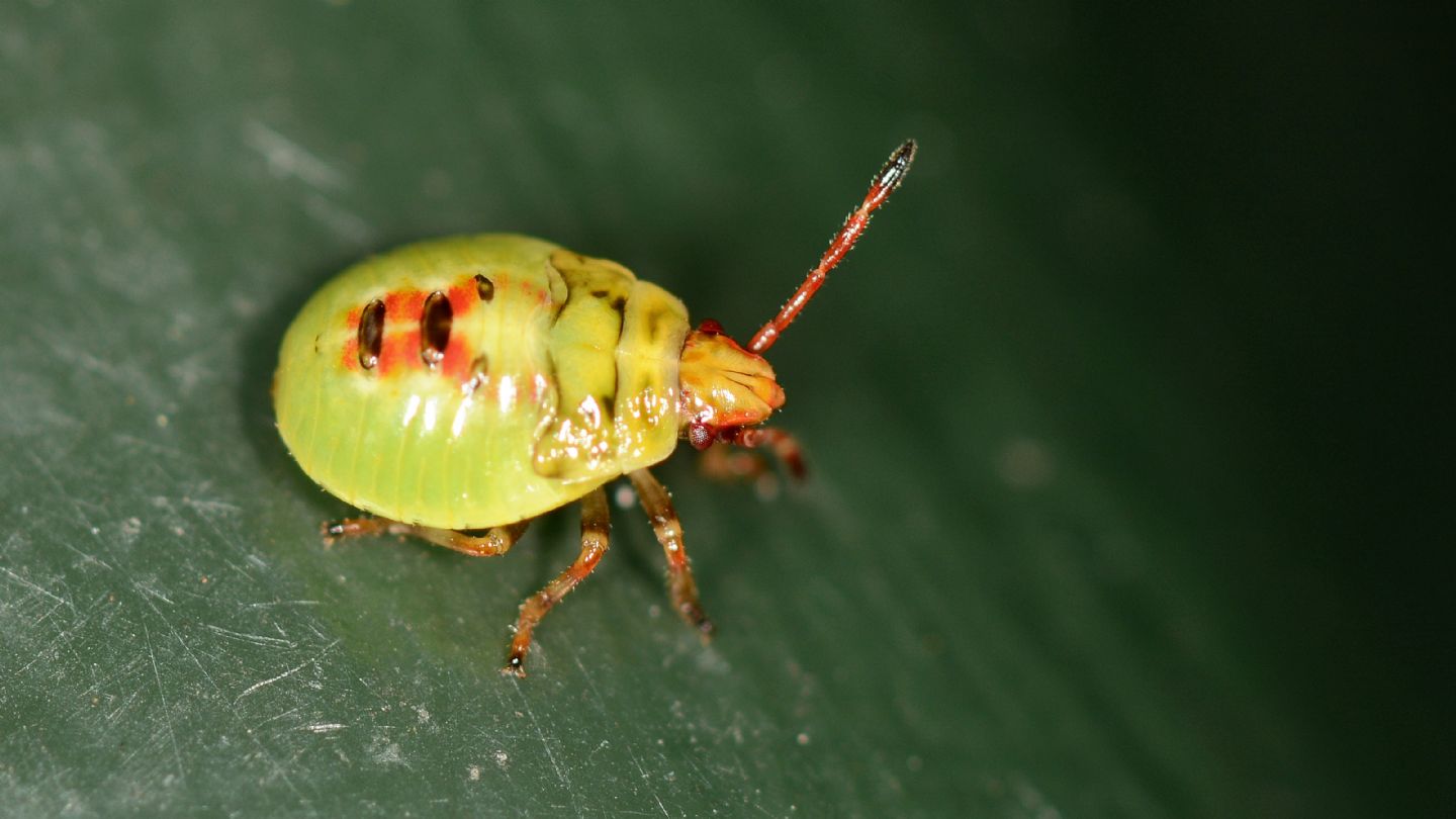 Ninfa di ...Acanthosomatidae sp.