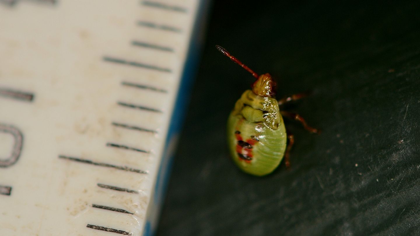 Ninfa di ...Acanthosomatidae sp.