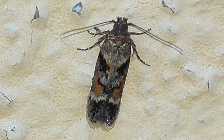 Gelechiidae: Caryocolum junctella