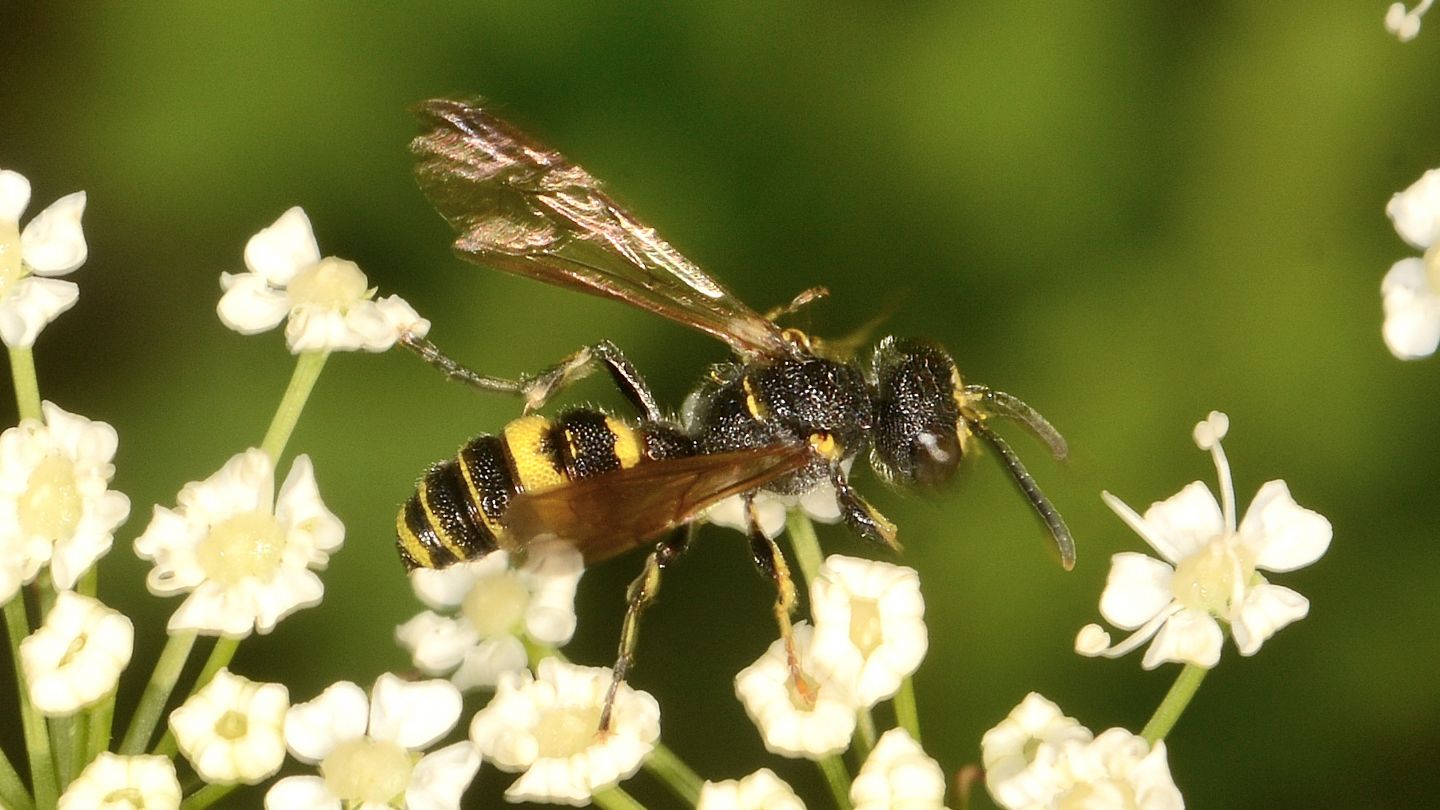 Crabronidae: maschio di Cerceris aff. hortivaga