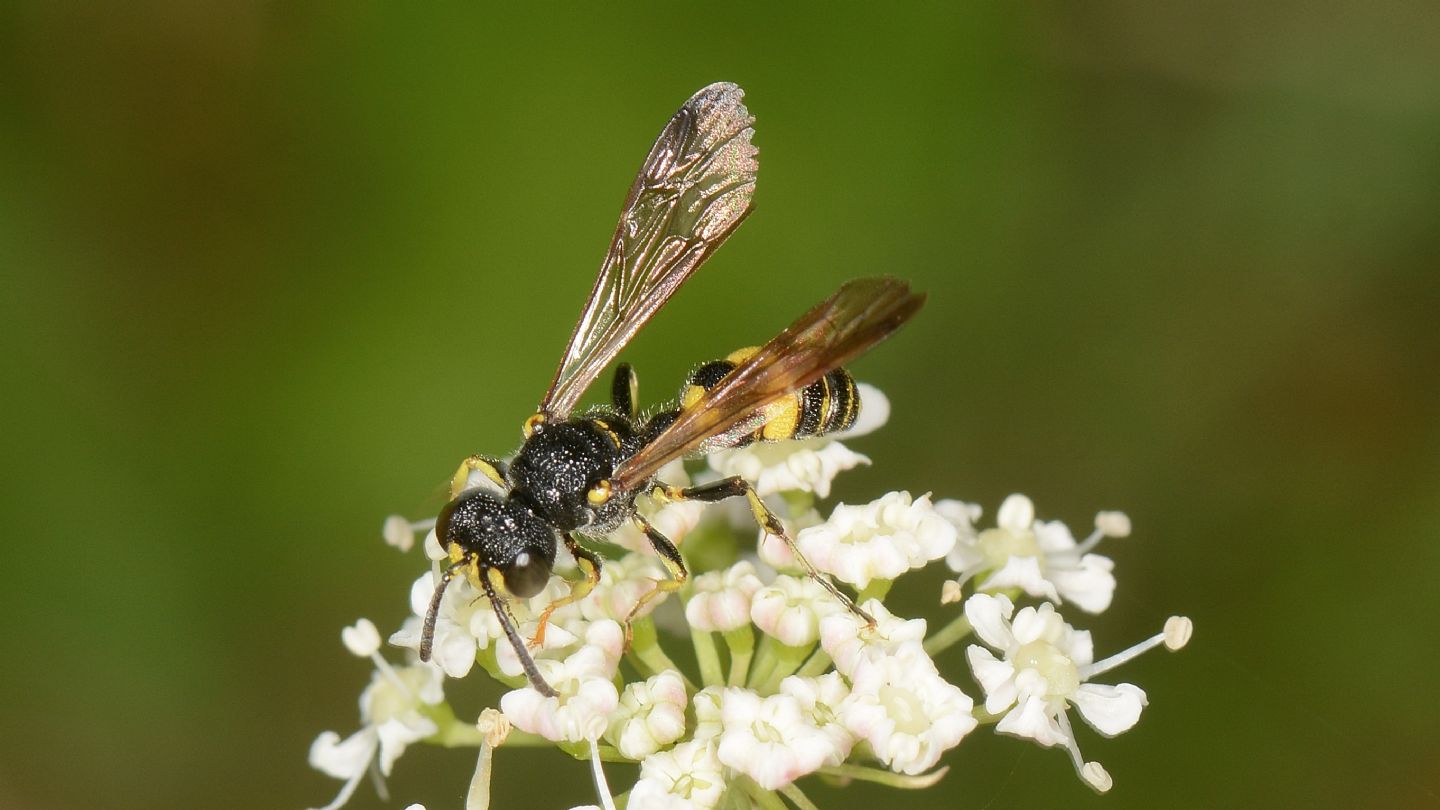 Crabronidae: maschio di Cerceris aff. hortivaga