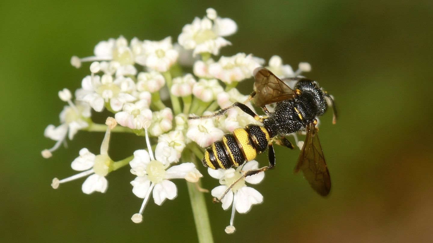 Crabronidae: maschio di Cerceris aff. hortivaga