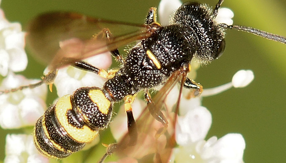 Crabronidae: maschio di Cerceris aff. hortivaga