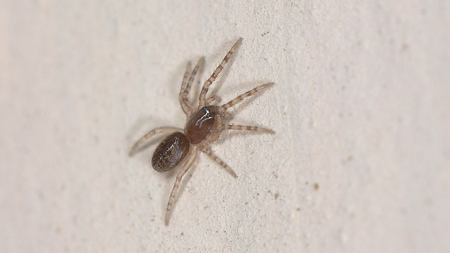 Segestria sp., giovane - Bannio Anzino (VCO)