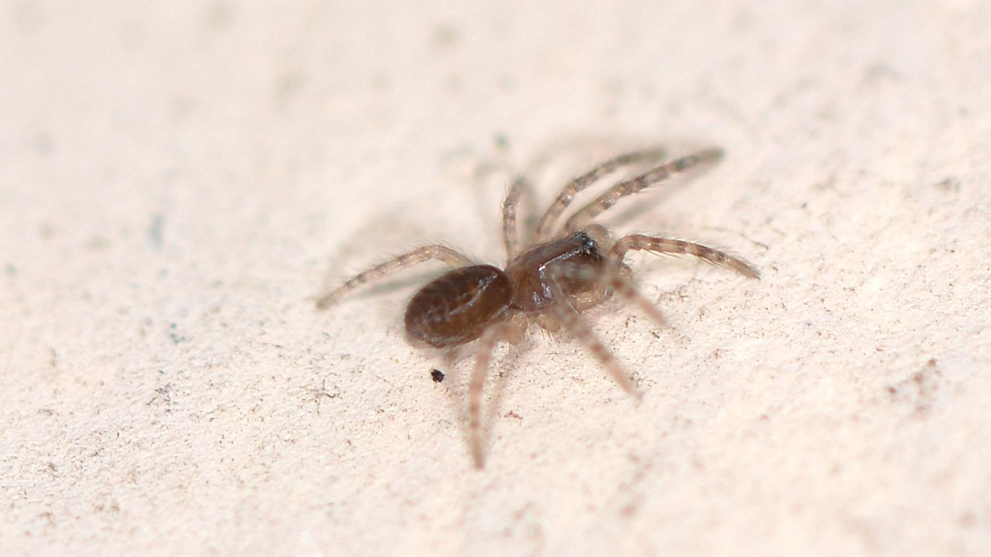 Segestria sp., giovane - Bannio Anzino (VCO)