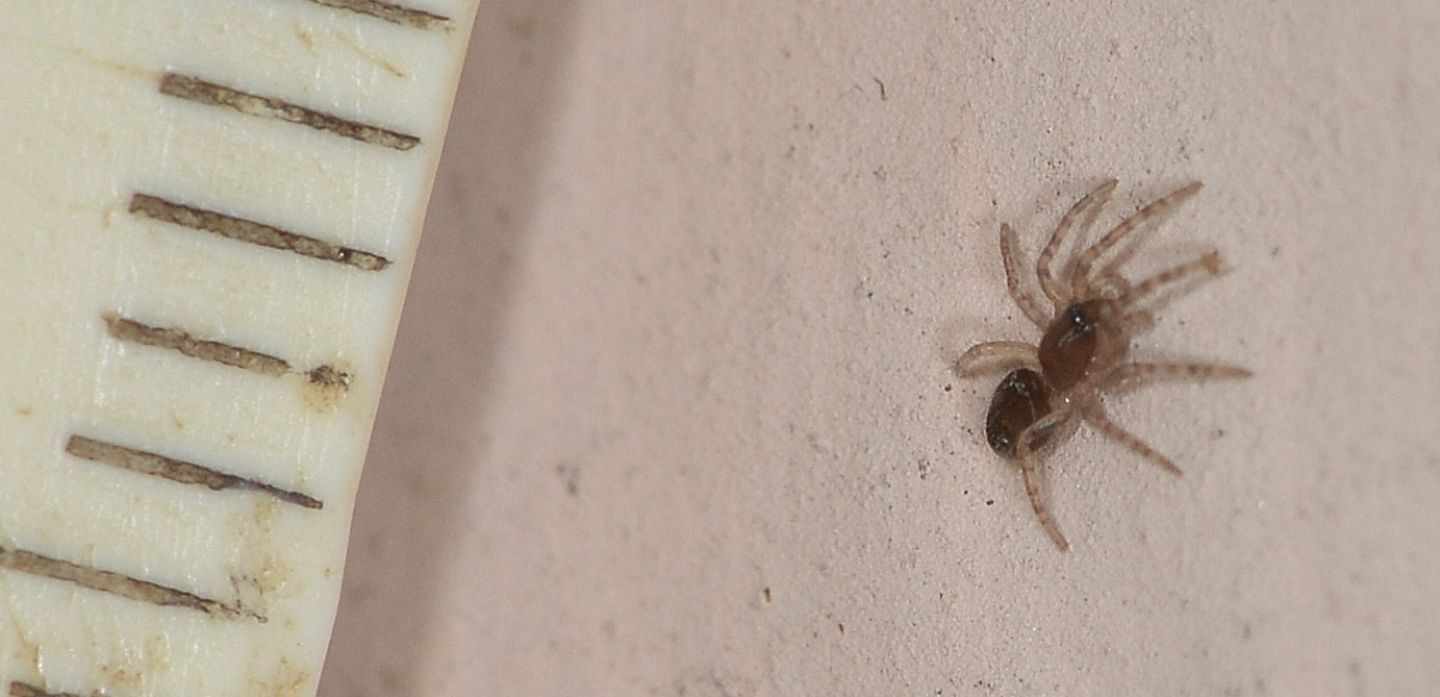 Segestria sp., giovane - Bannio Anzino (VCO)