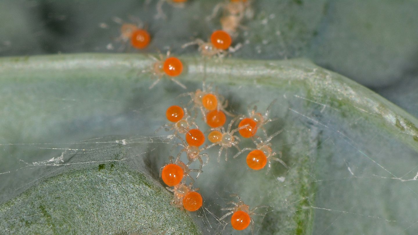 Theridula gonygaster con ovissacco e sling - Bannio Anzino (VCO)