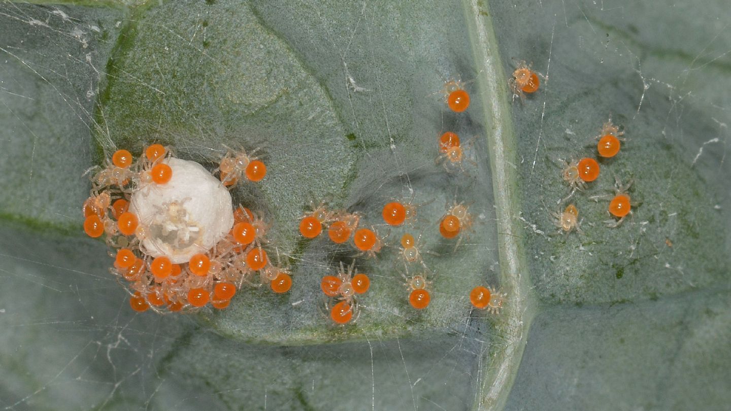 Theridula gonygaster con ovissacco e sling - Bannio Anzino (VCO)