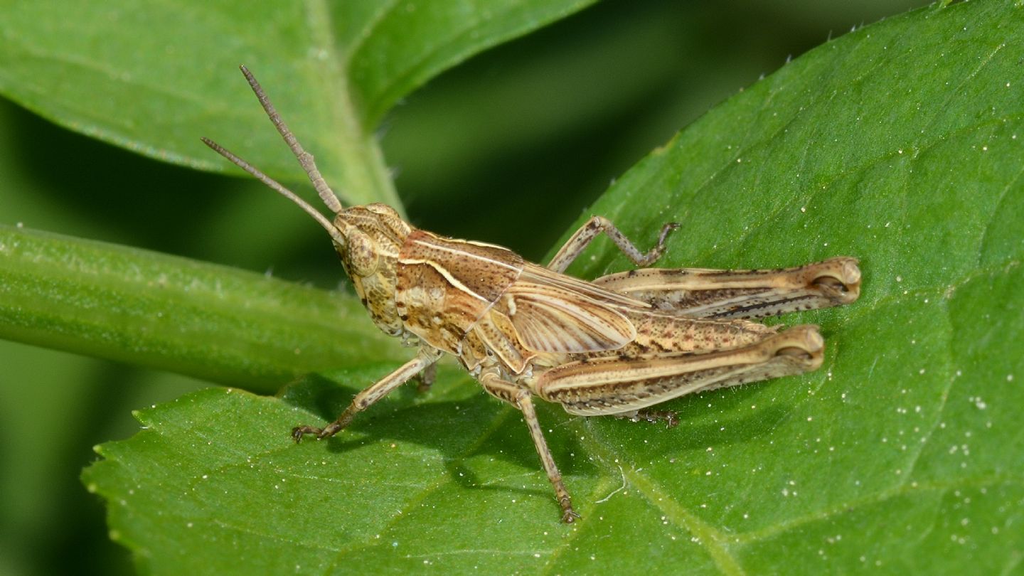 Acrididae da id