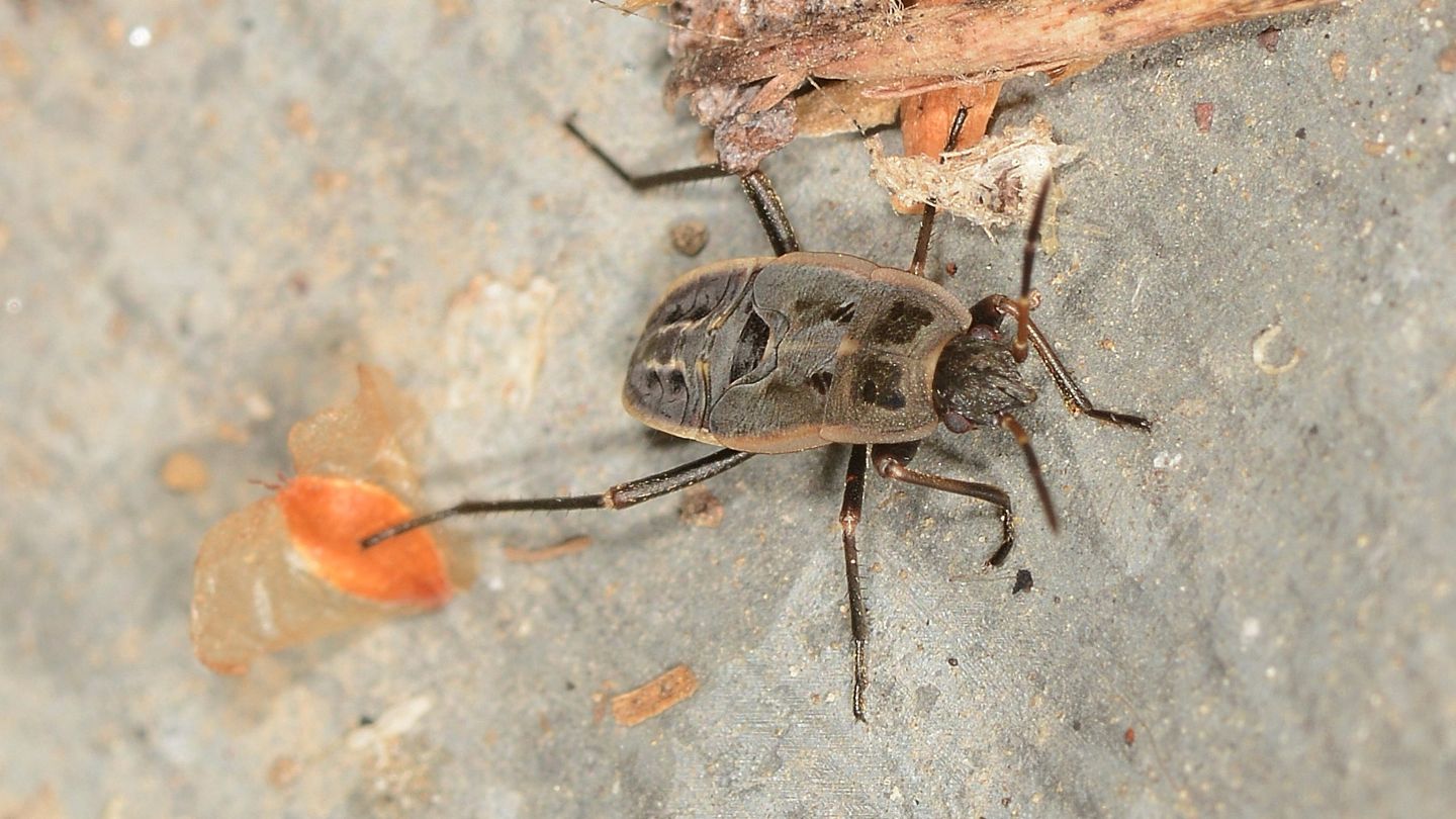 Ninfa di Lygaeidae ?  S, di Rhyparochromus sp. o Xantochilus sp.