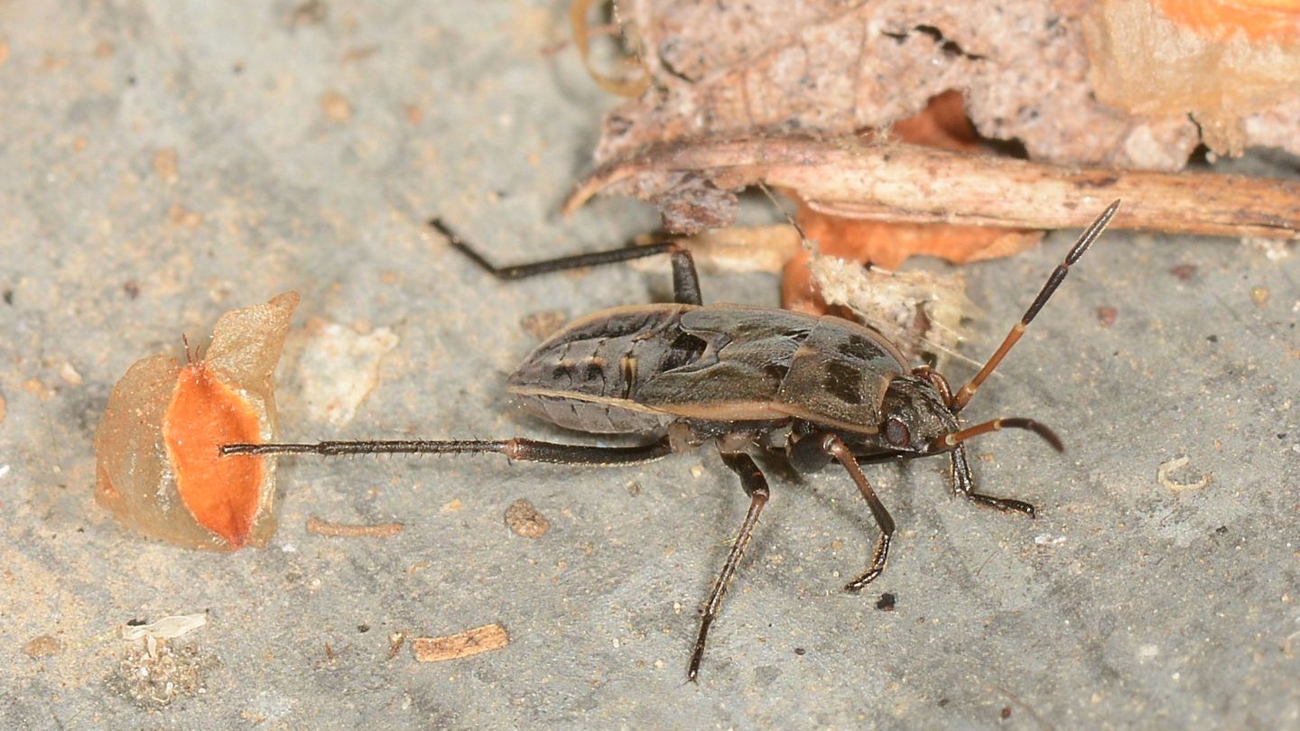 Ninfa di Lygaeidae ?  S, di Rhyparochromus sp. o Xantochilus sp.