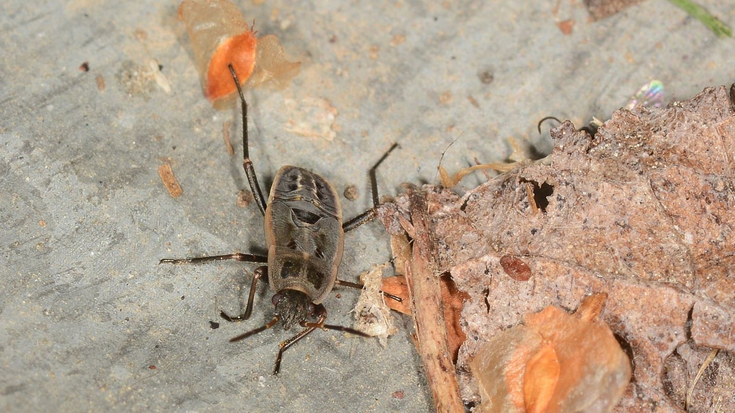 Ninfa di Lygaeidae ?  S, di Rhyparochromus sp. o Xantochilus sp.