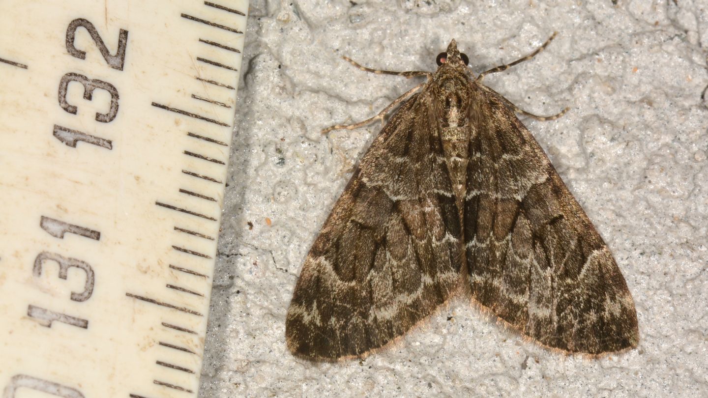 Thera sp. - Geometridae