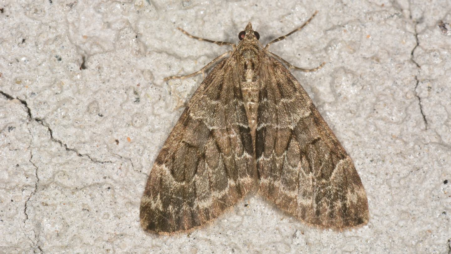 Thera sp. - Geometridae