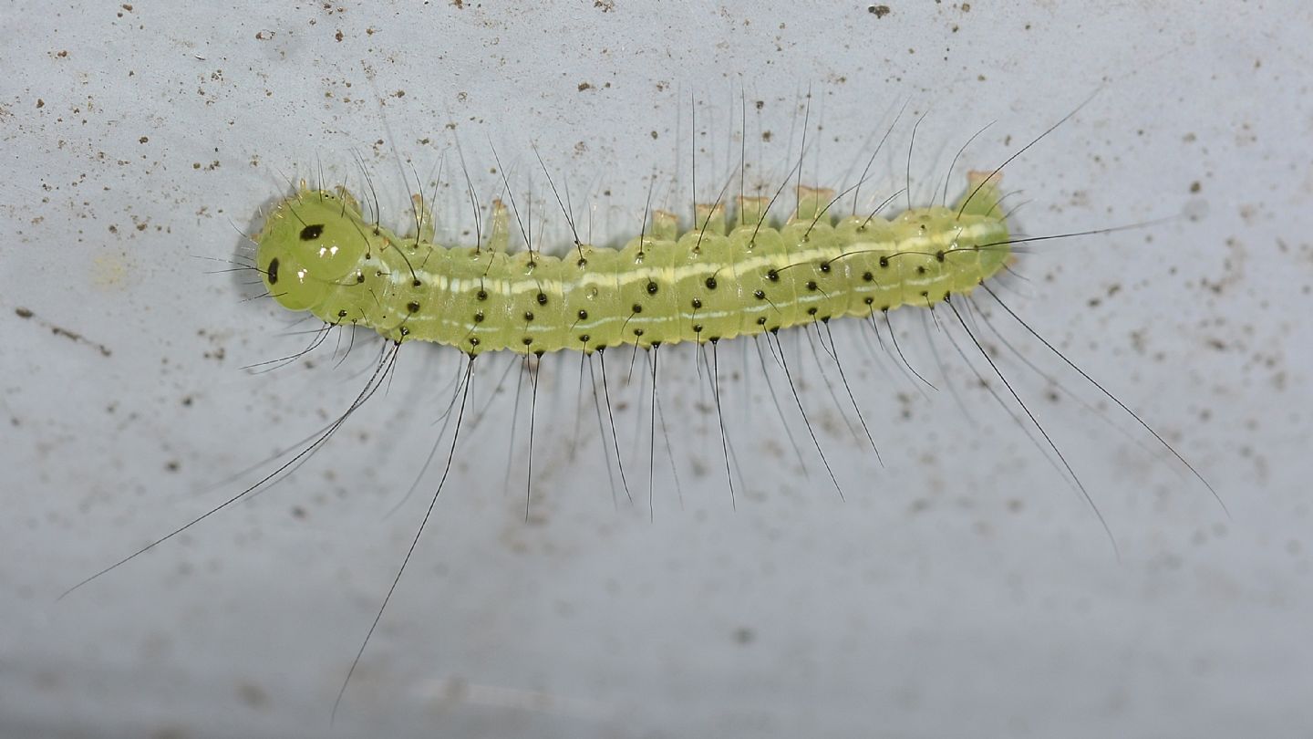 Larva ''puntinata'': Craniophora ligustri - Noctuidae