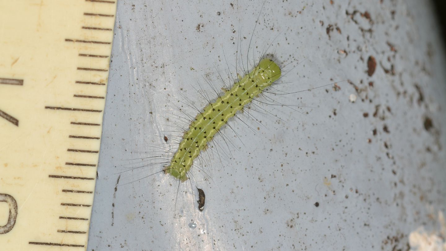 Larva ''puntinata'': Craniophora ligustri - Noctuidae