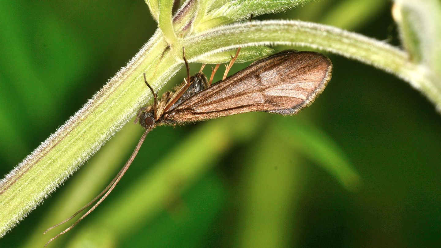 Sericostoma sp. (Sericostomatidae), maschio