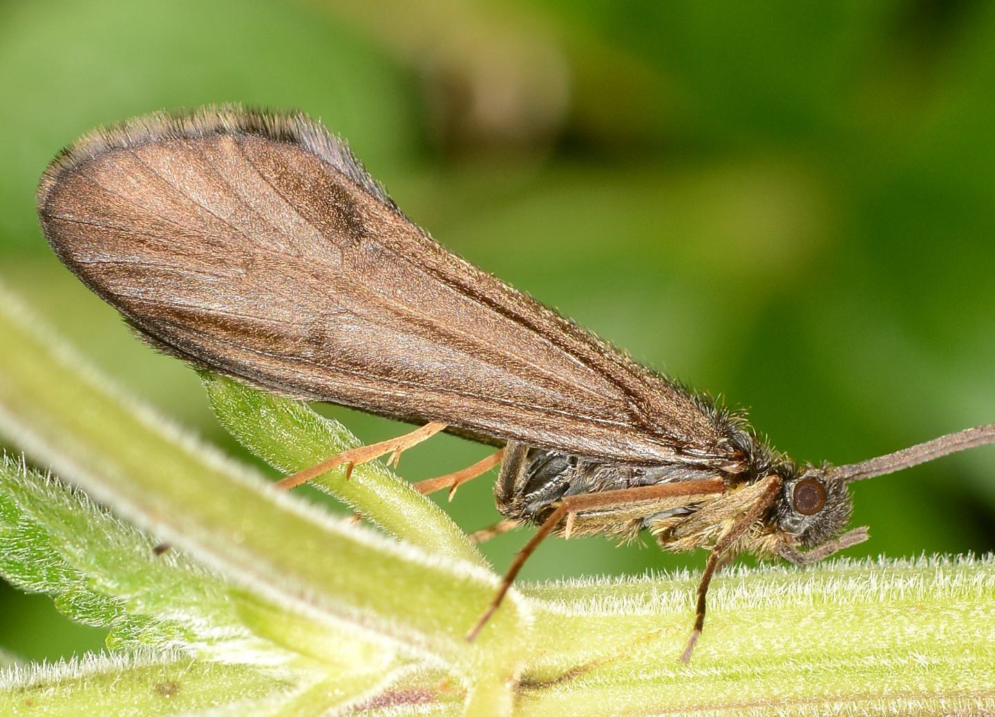 Sericostoma sp. (Sericostomatidae), maschio