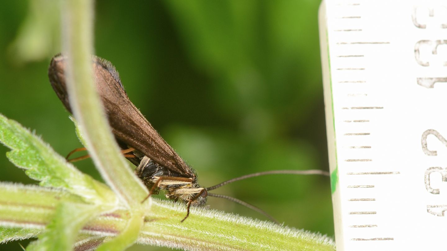 Sericostoma sp. (Sericostomatidae), maschio