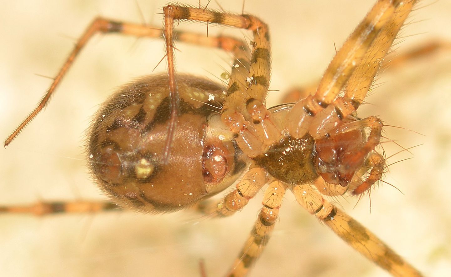 Labulla thoracica, femmina - Bannio Anzino (VCO)