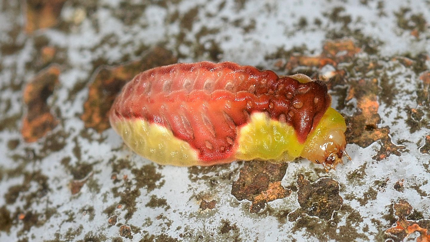 Larva di Limacodidae: Heterogenea asella