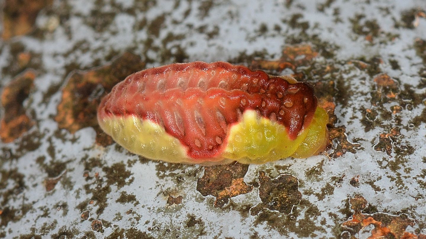 Larva di Limacodidae: Heterogenea asella