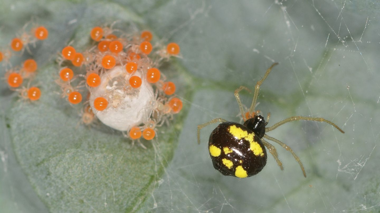 Theridula gonygaster con ovissacco e sling - Bannio Anzino (VCO)