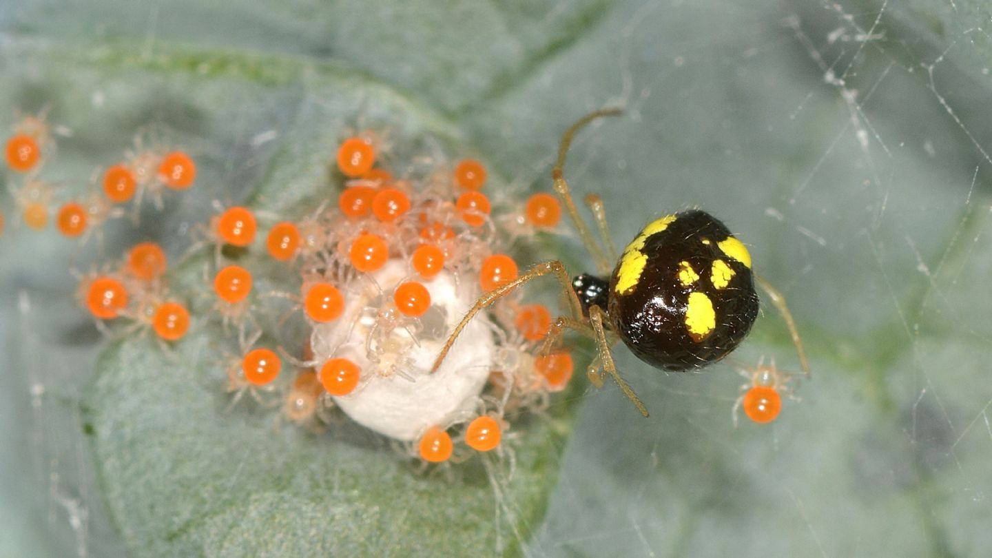 Theridula gonygaster con ovissacco e sling - Bannio Anzino (VCO)