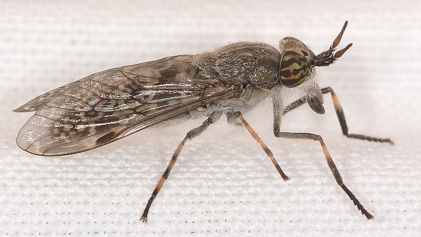 Tabanidae: Haematopota pluvialis