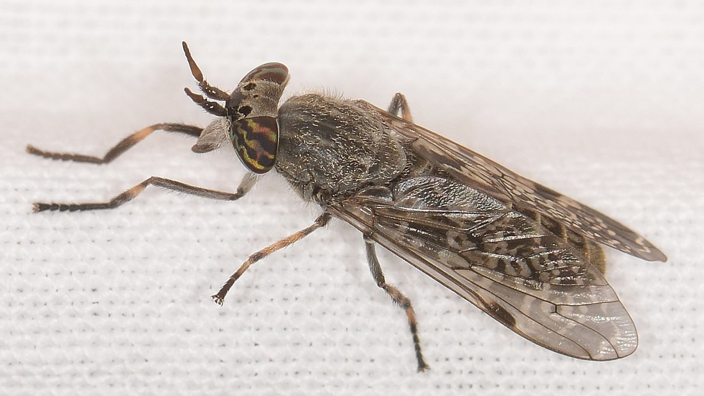 Tabanidae: Haematopota pluvialis