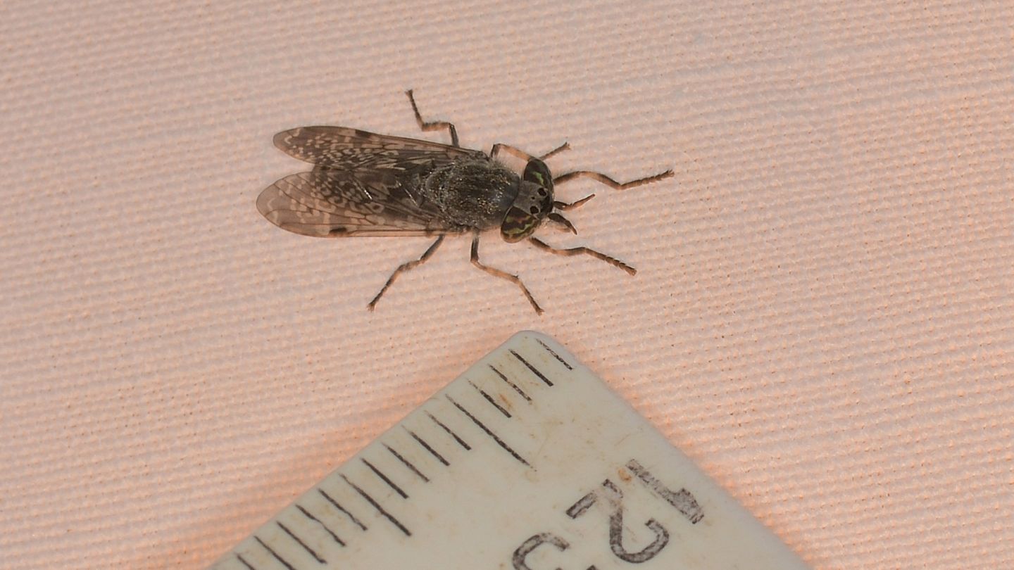 Tabanidae: Haematopota pluvialis