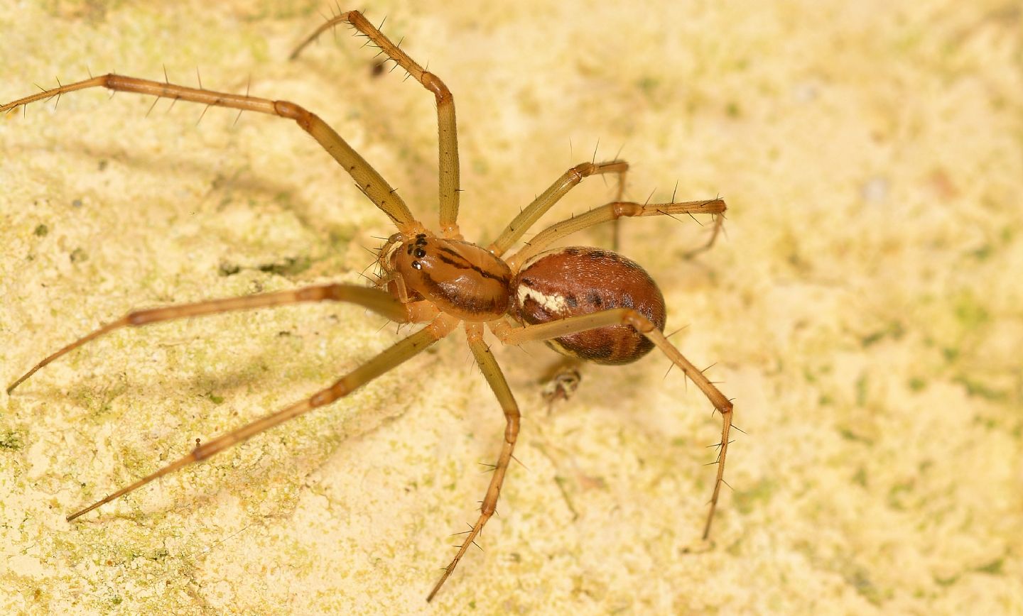 Linyphia triangularis - Bannio Anzino (VCO)
