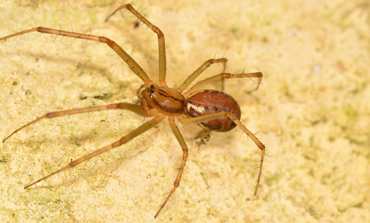 Linyphia triangularis - Bannio Anzino (VCO)