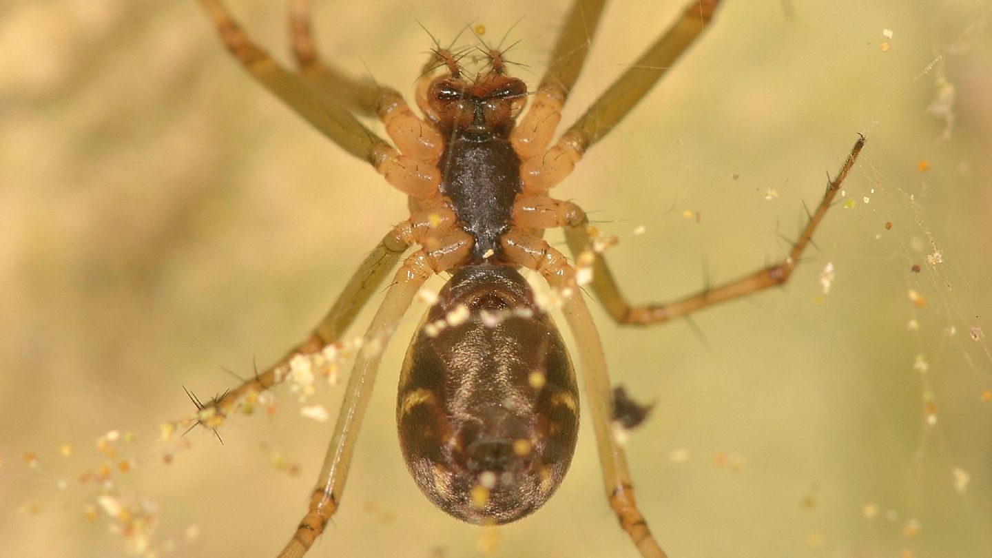 Linyphia triangularis - Bannio Anzino (VCO)